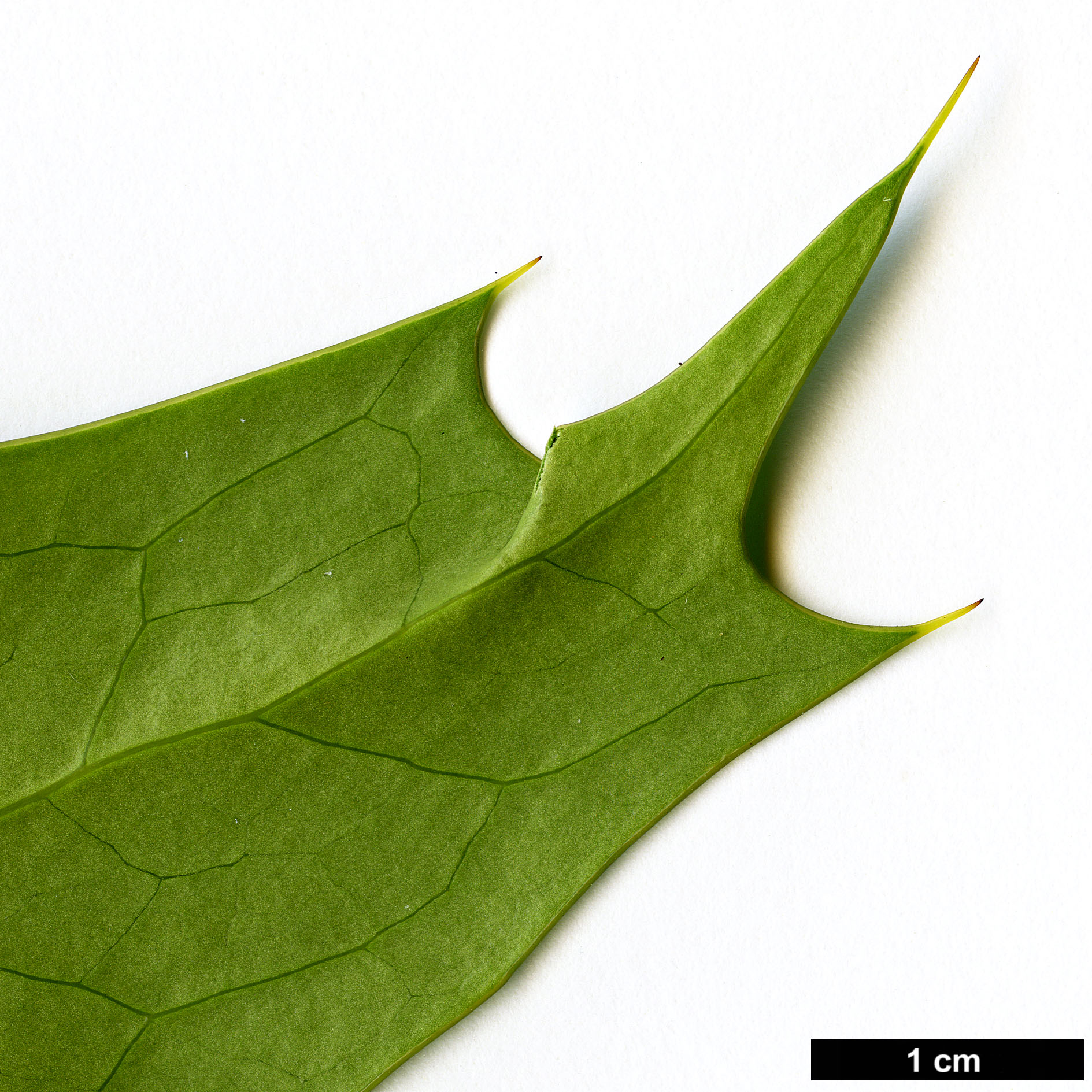 High resolution image: Family: Berberidaceae - Genus: Mahonia - Taxon: ×lindsayae - SpeciesSub: 'Cantab' (M.japonica × M.siamensis)